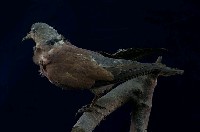 Red Turtle Dove Collection Image, Figure 6, Total 11 Figures
